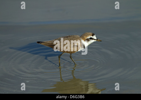 Kentish Plover Chadadrius alexandrinus füttert im Süßwassersee Stockfoto