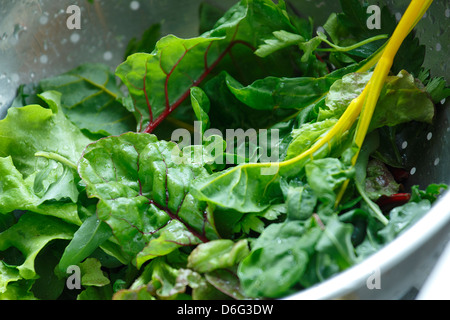 Gemischten Salat waschen lässt Stockfoto