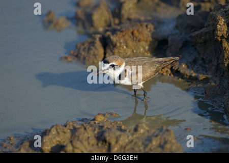 Kentish Plover Chadadrius alexandrinus füttert im Süßwassersee Stockfoto