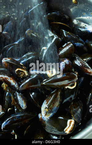 Schottische Miesmuscheln gewaschen Stockfoto