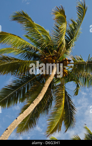 Eine Palme am Strand von Kovalam, Süd-Indien Stockfoto