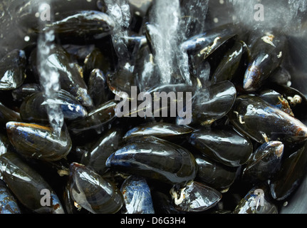 Schottische Miesmuscheln gewaschen Stockfoto