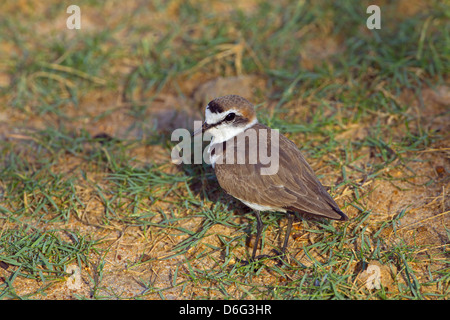 Kentish Plover Chadadrius alexandrinus füttert im Süßwassersee Stockfoto