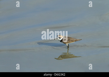 Kentish Plover Chadadrius alexandrinus füttert im Süßwassersee Stockfoto