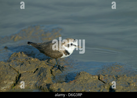 Kentish Plover Chadadrius alexandrinus füttert im Süßwassersee Stockfoto