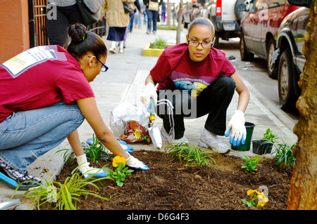 Teenager Freiwillige im Straßengarten in Harlem, New York City, Stockfoto