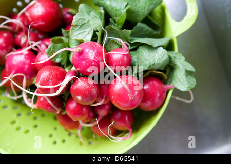 frische Radieschen in einem Sieb Stockfoto