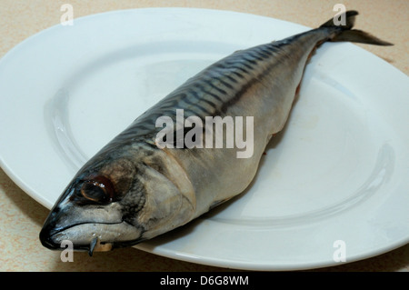 Frische Makrele Fisch auf Teller für das Kochen vorbereiten Stockfoto