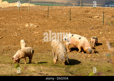 Gloucester alten Spot Schweine mit Ferkeln draußen auf der Suche nach Nahrung Stockfoto