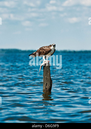 Fischadler mit Fisch zu fangen, Pandion haliaetus Stockfoto