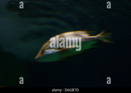 Bunte Fische Stockfoto