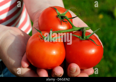 Frau mit Bio rote Tomaten an Rebstöcken in Nahaufnahme Stockfoto