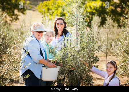 Familie Kommissionierung Oliven im Hain Stockfoto