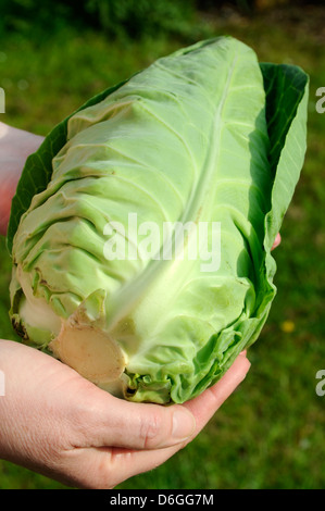 Nahaufnahme von Frau Bio spitz Kohl in den Händen halten Stockfoto