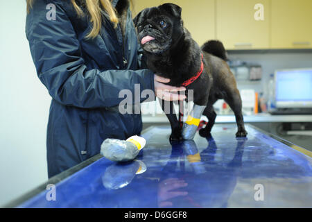 Mops Hund Mogli steht mit einem bandagierten Pfote bei einem Tierarzt in Mainz, Deutschland, 17. Februar 2012. Die acht Jahre alte Mops hat eine Infektion auf seine linke Vorderpfote und einen Verband für ein paar Tage getragen. Foto: Julian Stratenschulte Stockfoto