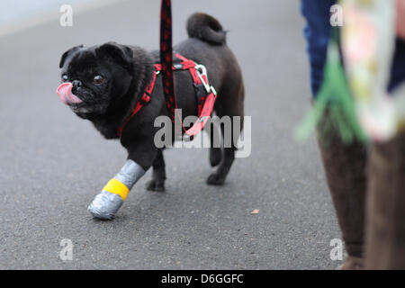 Mops Mowgli geht mit einem bandagierten Pfote in Mainz, Deutschland, 17. Februar 2012. Die acht Jahre alte Mops hat eine Infektion auf seine linke Vorderpfote und einen Verband für ein paar Tage getragen. Foto: Julian Stratenschulte Stockfoto