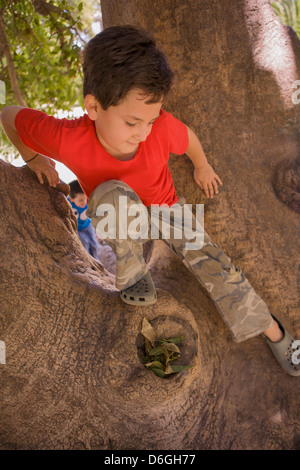 Hispanische junge Klettern im Baum Stockfoto