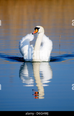 Eine schöne ruhige Höckerschwan mit seiner Spiegelung im Wasser Stockfoto