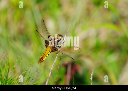 Eine breit-bodied Chaser-Libelle Stockfoto