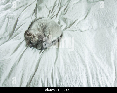 Katze zusammengerollt auf Bett Stockfoto