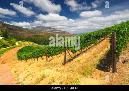 Weinberge in Stellenbosch, Western Cape, Südafrika. Simonsberg Bergkette im Hintergrund. Stockfoto