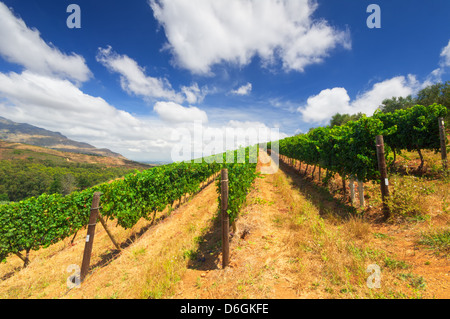 Weinberge in Stellenbosch, Western Cape, Südafrika. Simonsberg Bergkette im Hintergrund. Stockfoto