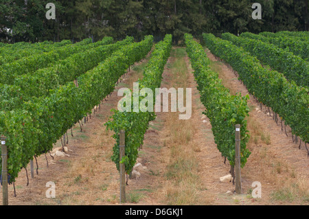 Weinberge in Stellenbosch, Western Cape, Südafrika. Simonsberg Bergkette im Hintergrund. Stockfoto