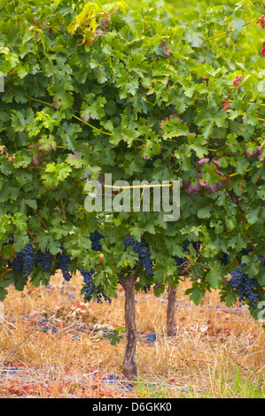 Weinberge in Stellenbosch, Western Cape, Südafrika. Simonsberg Bergkette im Hintergrund. Stockfoto