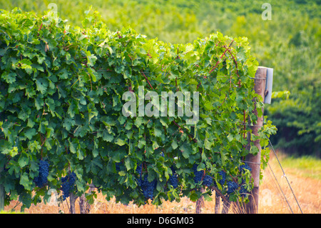 Weinberge in Stellenbosch, Western Cape, Südafrika. Simonsberg Bergkette im Hintergrund. Stockfoto