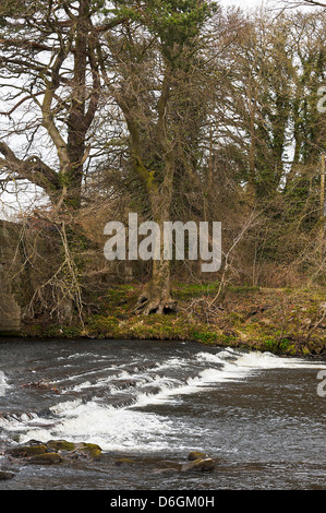 Das River Derwent fließt über Wehr bei Leadmill Bridge in der Nähe von Hathersage Derbyshire Peak District England Vereinigtes Königreich UK Stockfoto