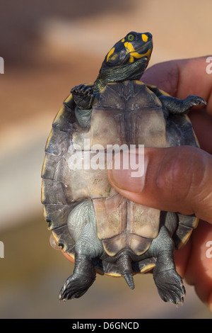 Gelb gefleckten River Schildkröte (Podocnemis Unifilis). Young, acht Monate alte Jungtiere geschlüpft von Wild Eiern getroffen und inkubiert Stockfoto