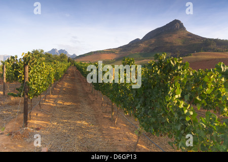 Sonnenuntergang über einen Weinberg mit dem Tafelberg im Hintergrund, Stellenbosch, Cape Winelands, Western Cape, Südafrika Stockfoto