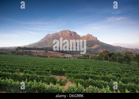 Weinberge in Stellenbosch, Western Cape, Südafrika. Simonsberg Bergkette im Hintergrund. Stockfoto
