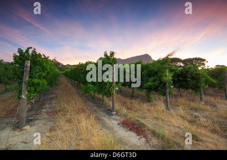 Sonnenuntergang über einen Weinberg mit dem Tafelberg im Hintergrund, Stellenbosch, Cape Winelands, Western Cape, Südafrika Stockfoto