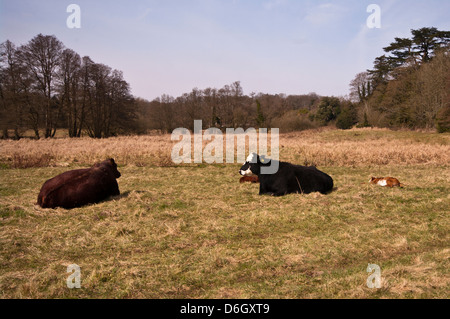 Kühe, die Verlegung nach unten In einem Feld mit Kälbern Stockfoto