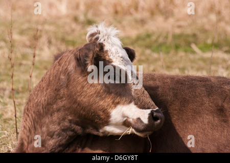 Kopf einer Simmentaler Kuh Stockfoto