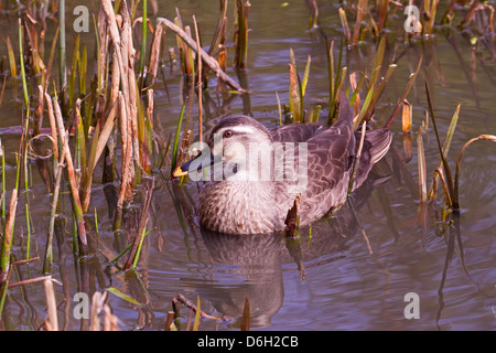 Östlichen Spot-billed Ente Stockfoto