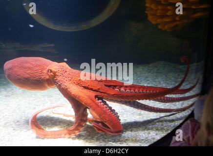 Die "Pazifische Riesenkrake", die größte Octupus der besonderen Ausstellung "Octopus Garden" schwimmt in seinem Aquarium im SeaLife Aquarium Timmendorfer Strand, Deutschland, 28. Februar 2012. Foto: JENS Büttner Stockfoto
