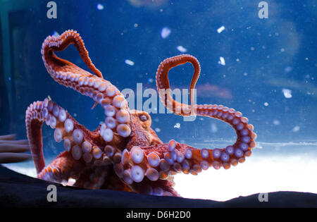 Die "Pazifische Riesenkrake", die größte Octupus der besonderen Ausstellung "Octopus Garden" schwimmt in seinem Aquarium im SeaLife Aquarium Timmendorfer Strand, Deutschland, 28. Februar 2012. Foto: JENS Büttner Stockfoto