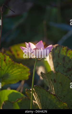 Lotusblüten und Samenkorn-Köpfe. (Nelumbo Nucifera). Hier in den botanischen Gärten, Georgetown. Guyana. Stammt aus tropischen Asien. Stockfoto