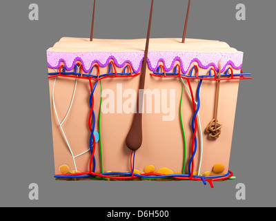 Menschliche Haut, artwork Stockfoto