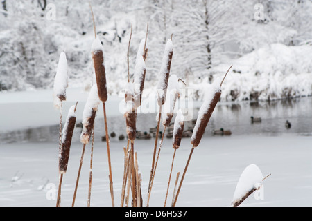 Nahaufnahme von verschneiten Schilf Stockfoto
