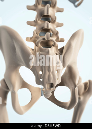 Becken-Knochen, artwork Stockfoto