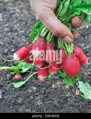 Nahaufnahme von Radieschen in einer Hand frisch geerntet Stockfoto