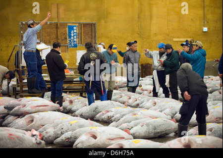 Auktionshaus, gefrorene Thunfische am Tsukiji-Fischmarkt, Tokio, Japan, Asien Stockfoto