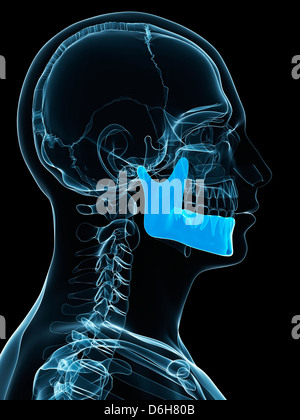 Unteren Kieferknochen, artwork Stockfoto