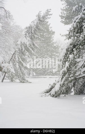 Schneebedeckte Bäume im park Stockfoto