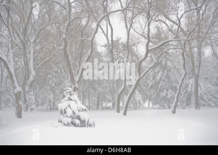 Schneebedeckte Bäume im park Stockfoto