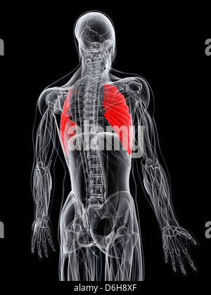 Rückenmuskel, artwork Stockfoto