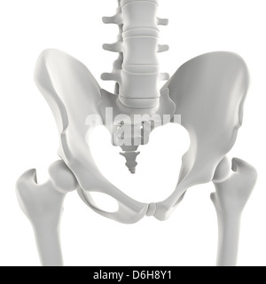 Becken-Knochen, artwork Stockfoto